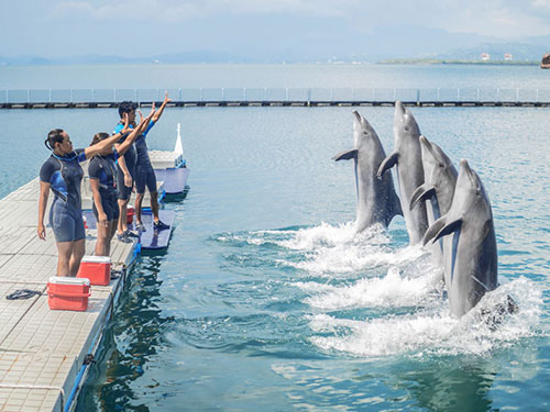 蘇比克灣海洋主題樂園(海豚秀、海獅秀)  (可另行自費加購)