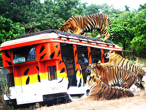 蘇比克野生動物園Zoobic Safari (可另行自費加購)
