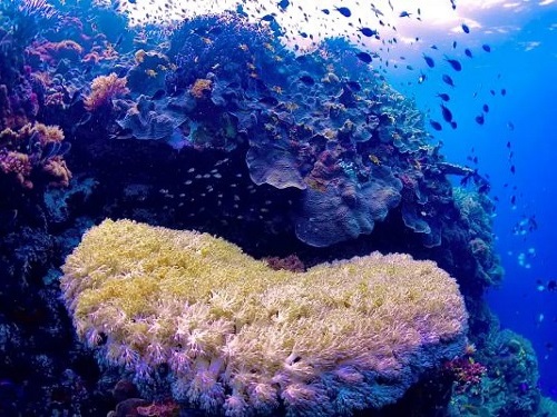 宿霧出海雙浮潛